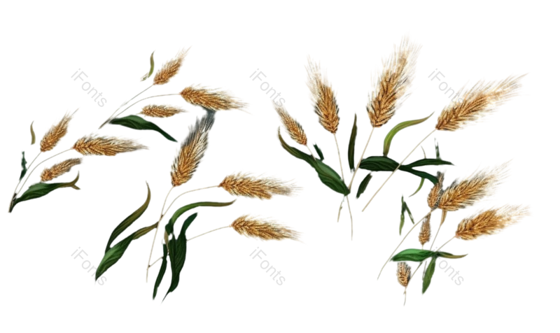 芒种图片,麦子元素,麦穗PNG,谷物免抠素材